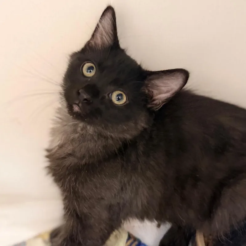 A baby small-sized female Black Domestic Medium Hair cat named Soot for adoption in Champaign, IL