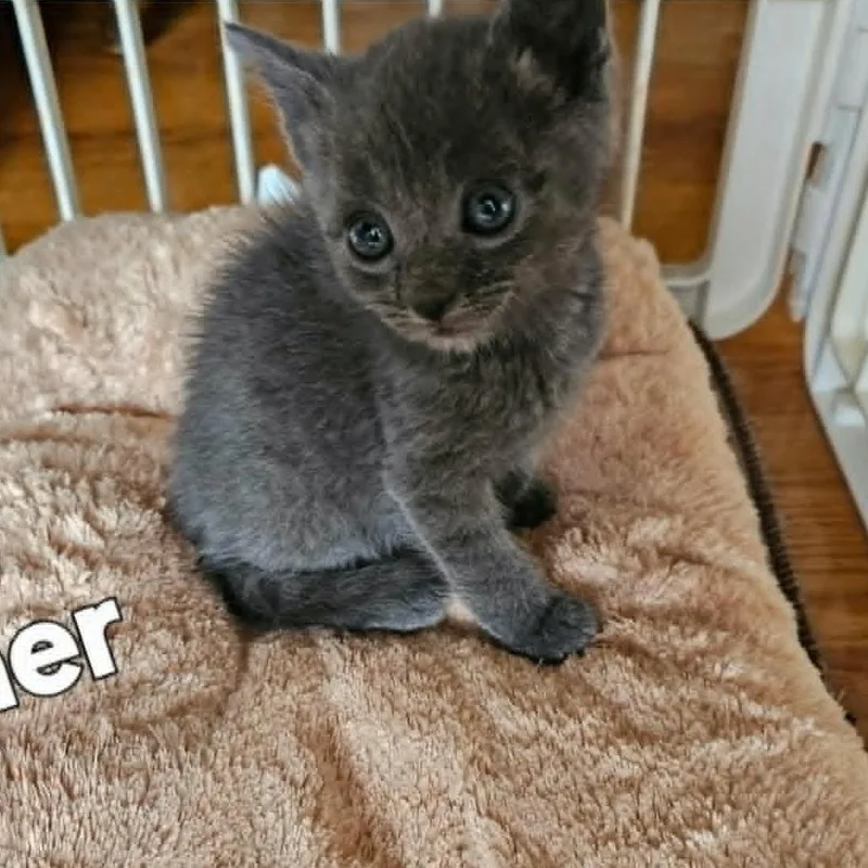 A baby small-sized male Gray / Blue / Silver Domestic Short Hair cat named Asher for adoption in Smithfield, NC