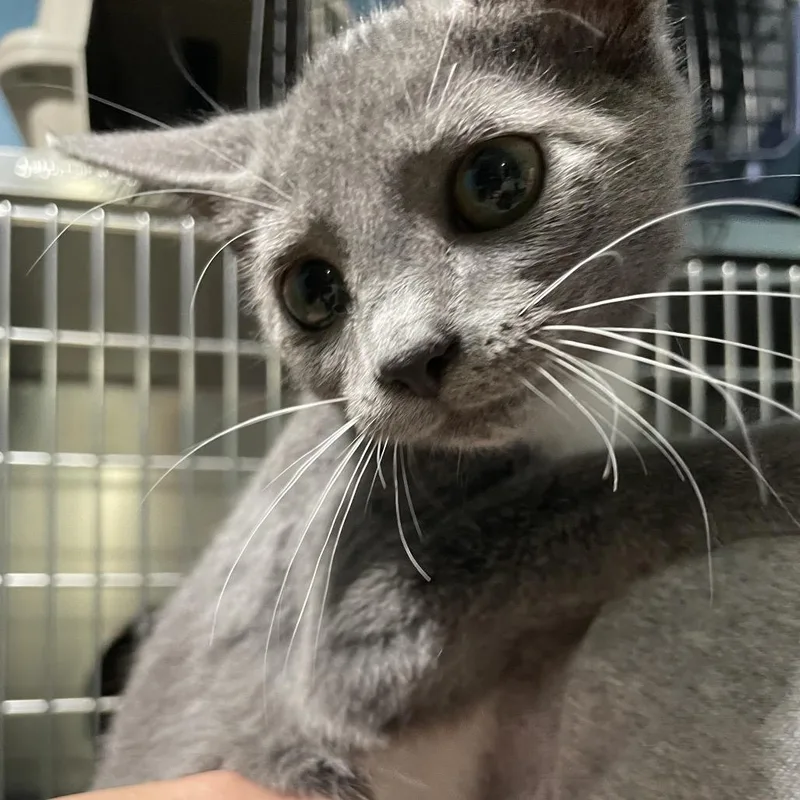 A baby small-sized female Gray / Blue / Silver Domestic Short Hair cat named Trixie for adoption in Newport, NC