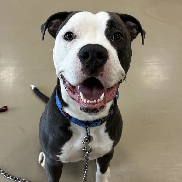 An adult large-sized female Pit Bull Terrier dog named Iris for adoption in Des Moines, IA