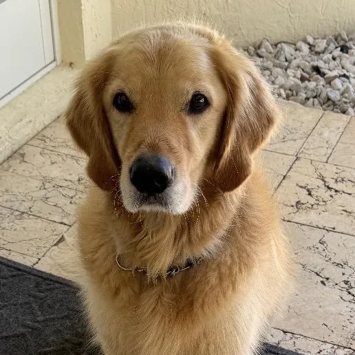 An adult medium-sized male Golden Retriever dog named Kingston for adoption in LOXAHATCHEE, FL