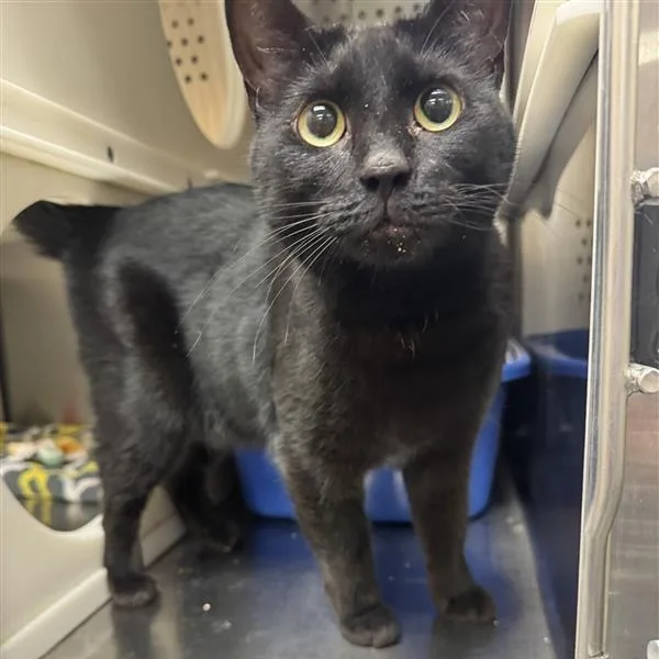 Nova