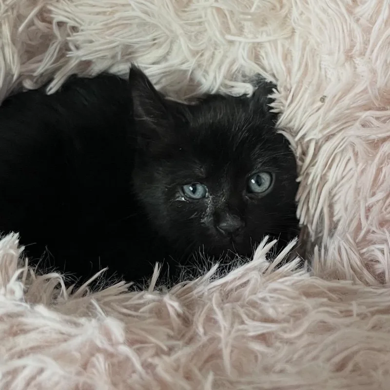 A baby small-sized male Black Domestic Short Hair cat named Zeke for adoption in Long Beach, CA