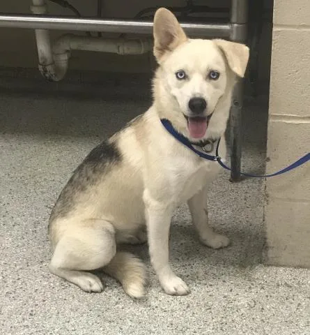 A young medium-sized female Labrador Retriever dog named Lucky for adoption in Conroe, TX