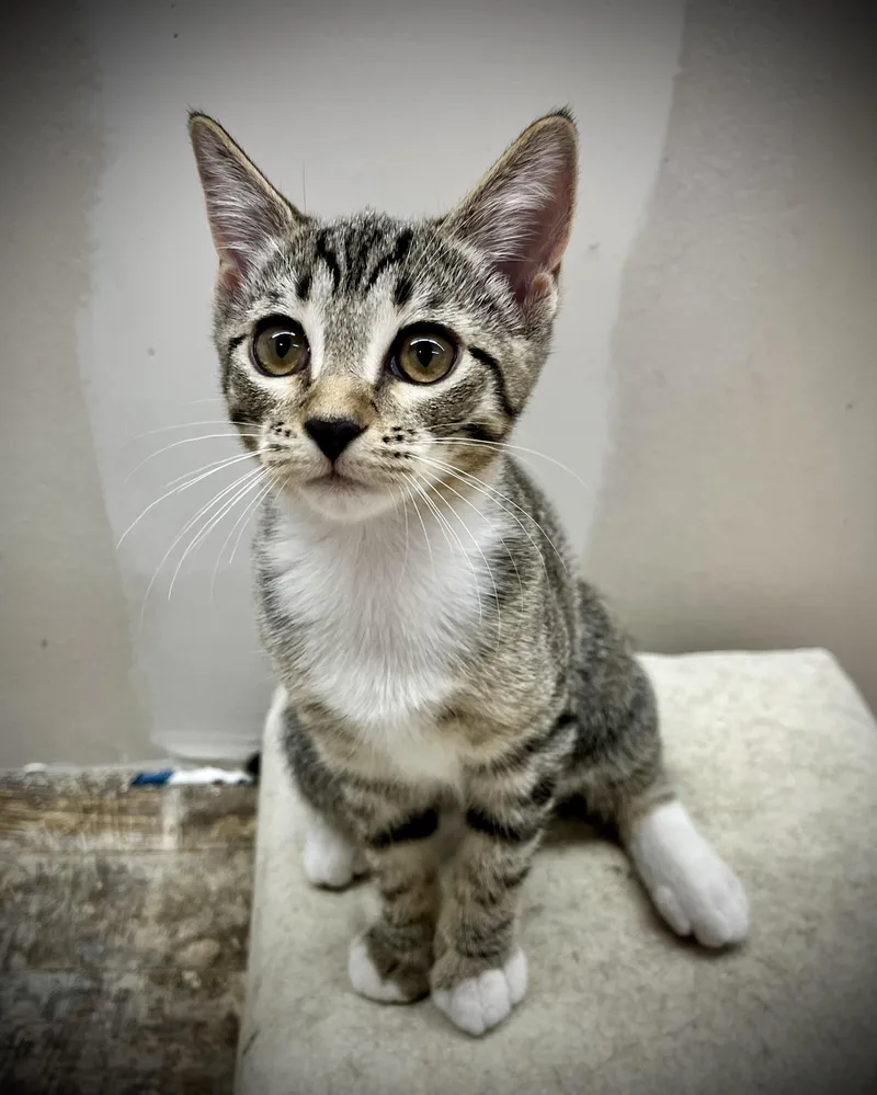 A young small-sized female Tabby (Gray / Blue / Silver) Domestic Short Hair cat named Oppy for adoption in Roswell, NM