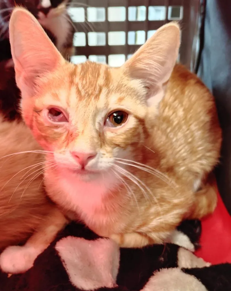 A baby medium-sized male Domestic Medium Hair cat named Kai for adoption in Clarksville, TN