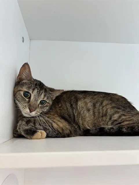 A young medium-sized female Domestic Short Hair cat named Suki for adoption in Indianapolis, IN