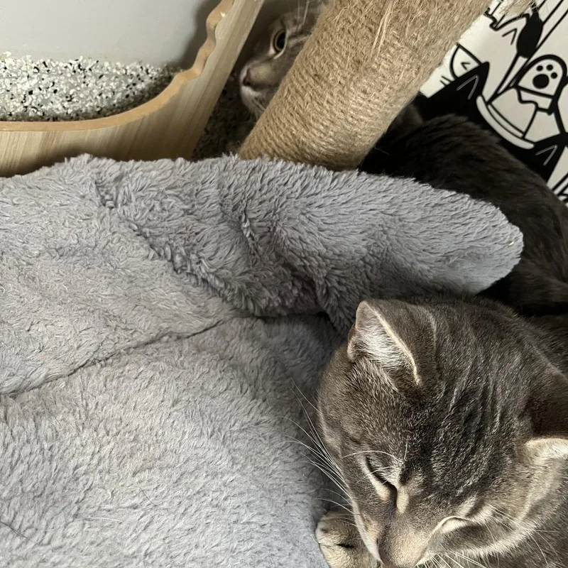 A young large-sized male Gray / Blue / Silver Domestic Short Hair cat named Biggie Smalls for adoption in Oak Park, IL