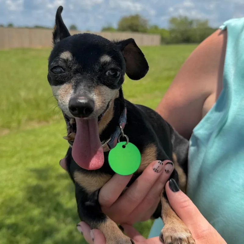 A senior small-sized male Black Chihuahua dog named Stanley for adoption in New Orleans, LA