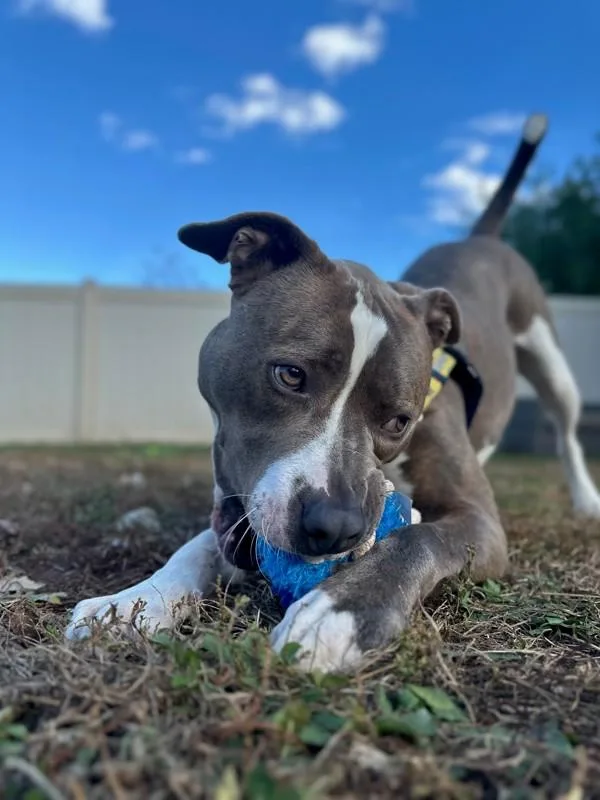 Bruce Wayne thumbnail 5