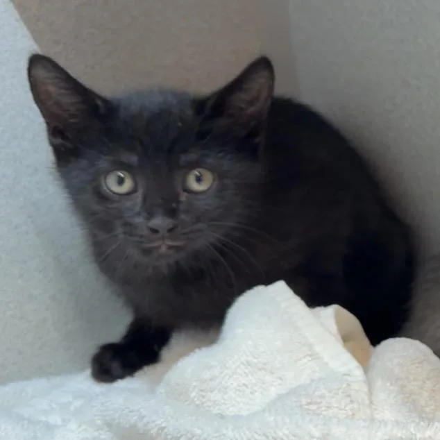 A baby small-sized male Black Domestic Short Hair cat named Stink for adoption in Pittsburgh, PA