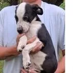 A baby medium-sized male Labrador Retriever dog named Domino for adoption in Tampa, FL