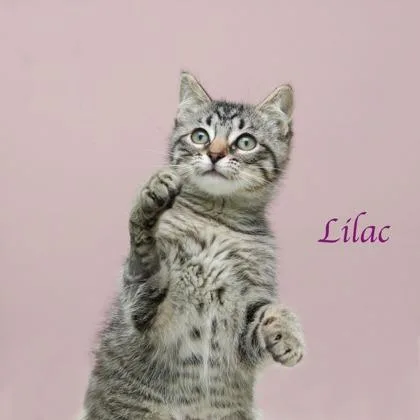 Lilac