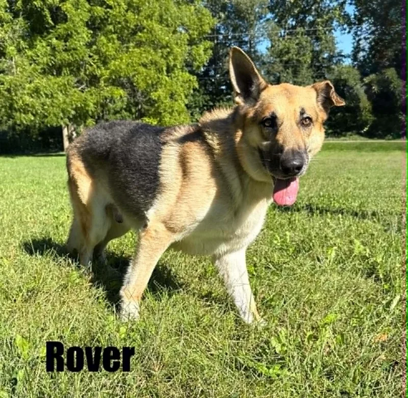 Rover thumbnail 2