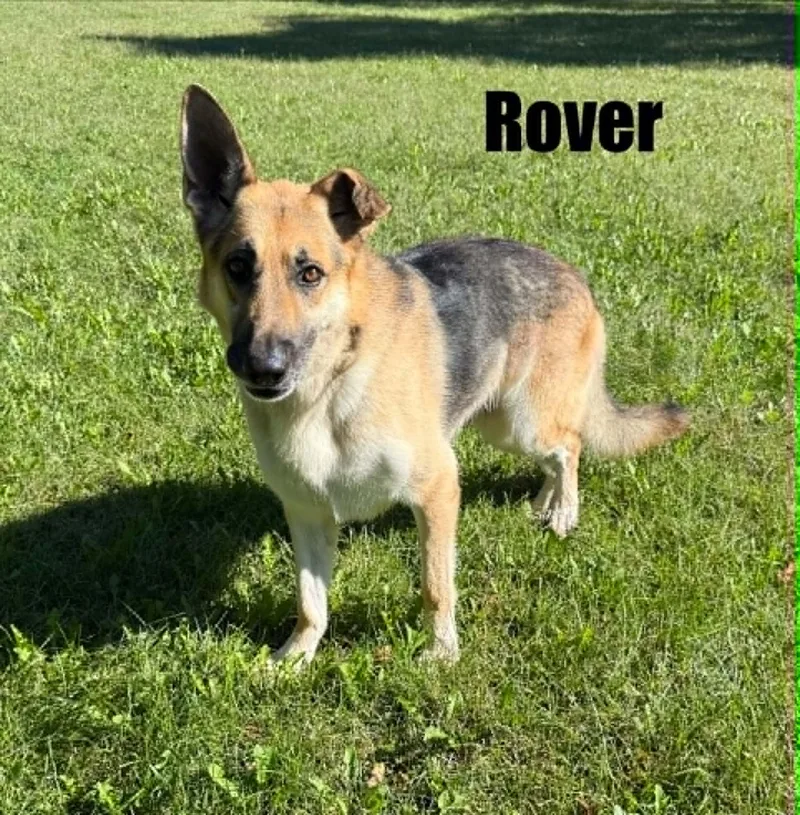 Rover thumbnail 3