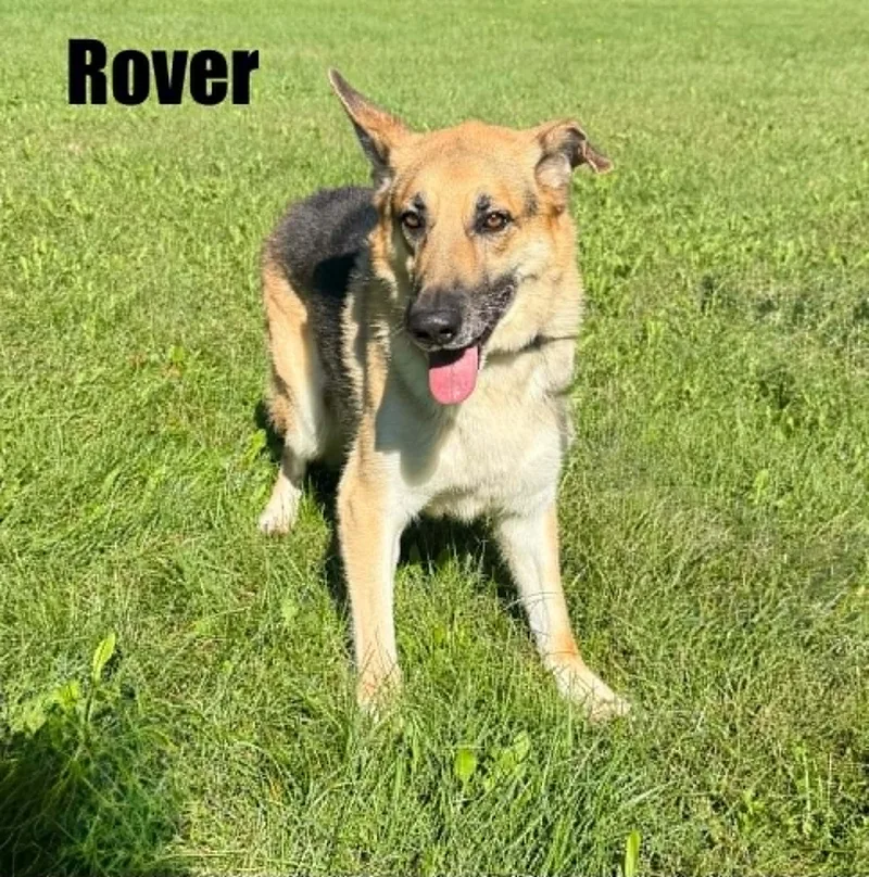 Rover thumbnail 4