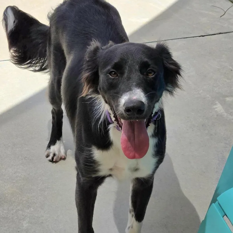A young medium-sized female Black Border Collie dog named Rory for adoption in Freeport, FL