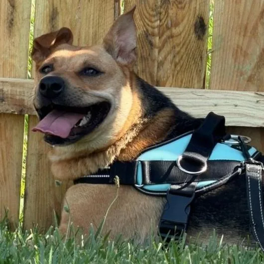 A young medium-sized female Beagle dog named Jessie for adoption in Columbia, IL