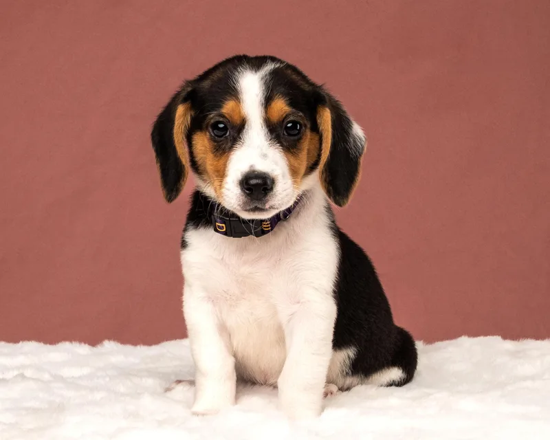 A baby small-sized female Corgi dog named Navy for adoption in Aiken, SC