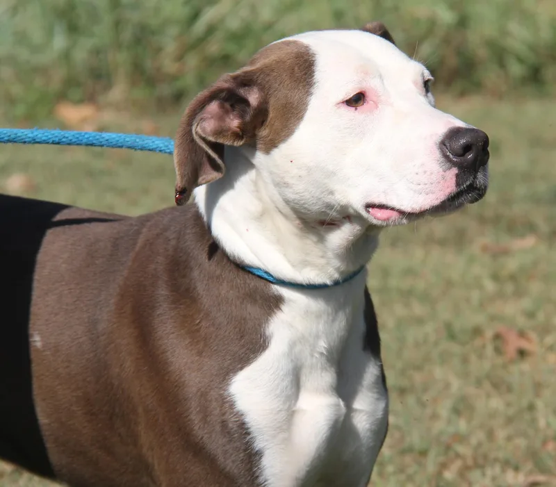 Finn Fka Snickers thumbnail 2