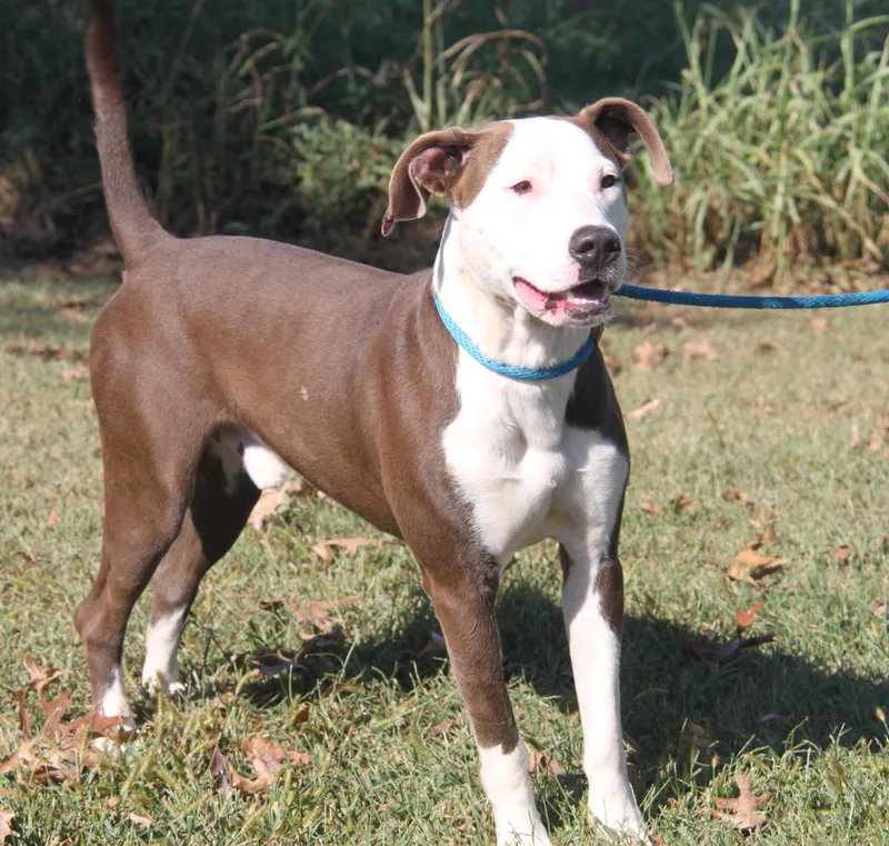 Finn Fka Snickers thumbnail 3