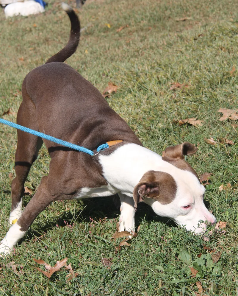 Finn Fka Snickers thumbnail 4