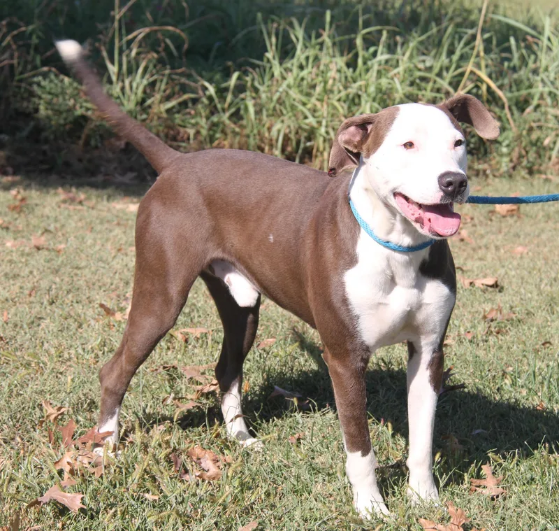 Finn Fka Snickers thumbnail 5