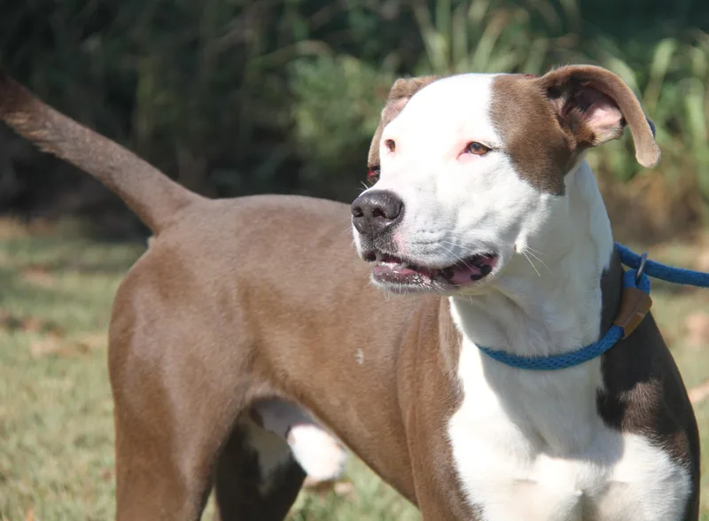 Finn Fka Snickers thumbnail 6