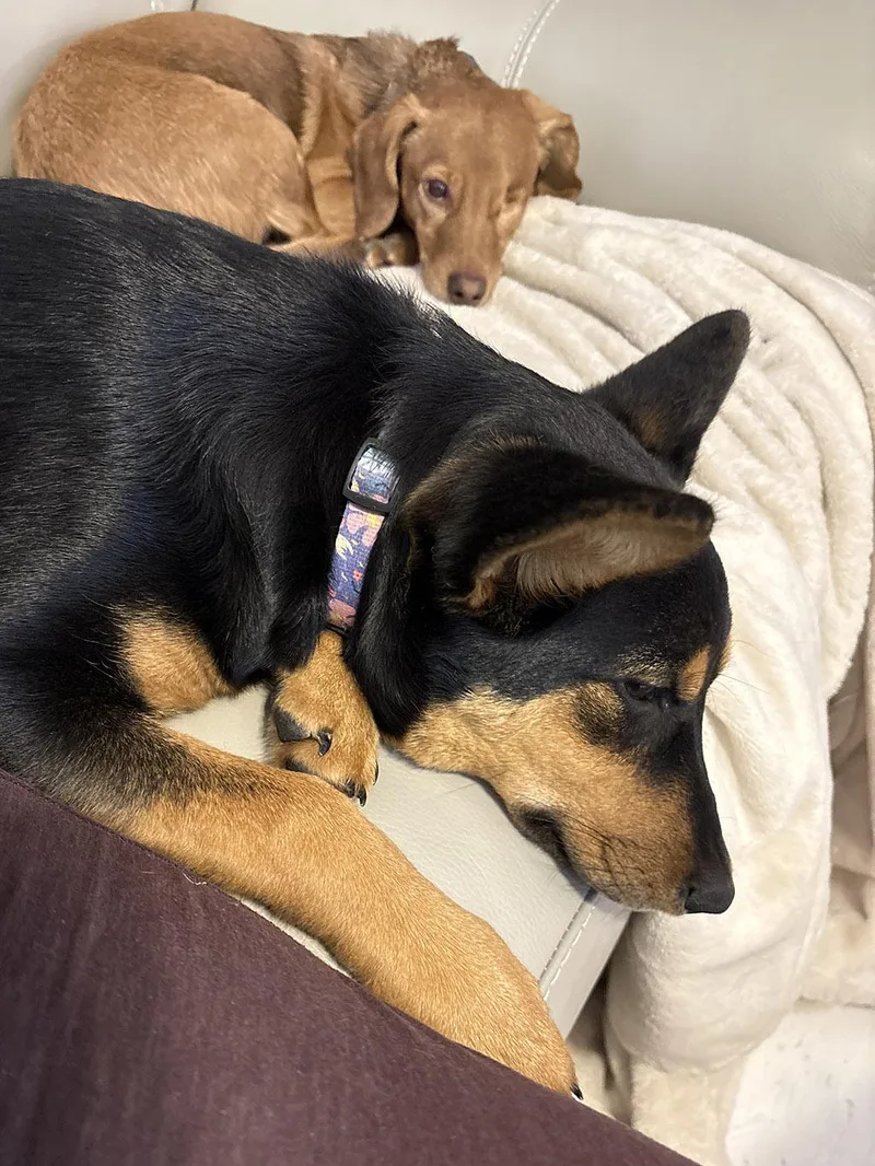 A young medium-sized female Shepherd dog named Miso for adoption in Lake Saint Louis, MO