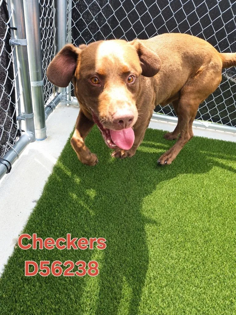 An adult large-sized male Chocolate Labrador Retriever dog named Checkers for adoption in Clarksville, TN