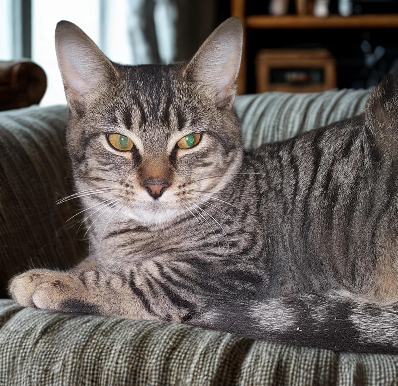 Feathertail thumbnail 2