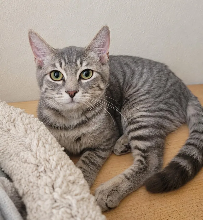 A young medium-sized male Tabby (Gray / Blue / Silver) Domestic Short Hair cat named Ziggy for adoption in Lodi, CA