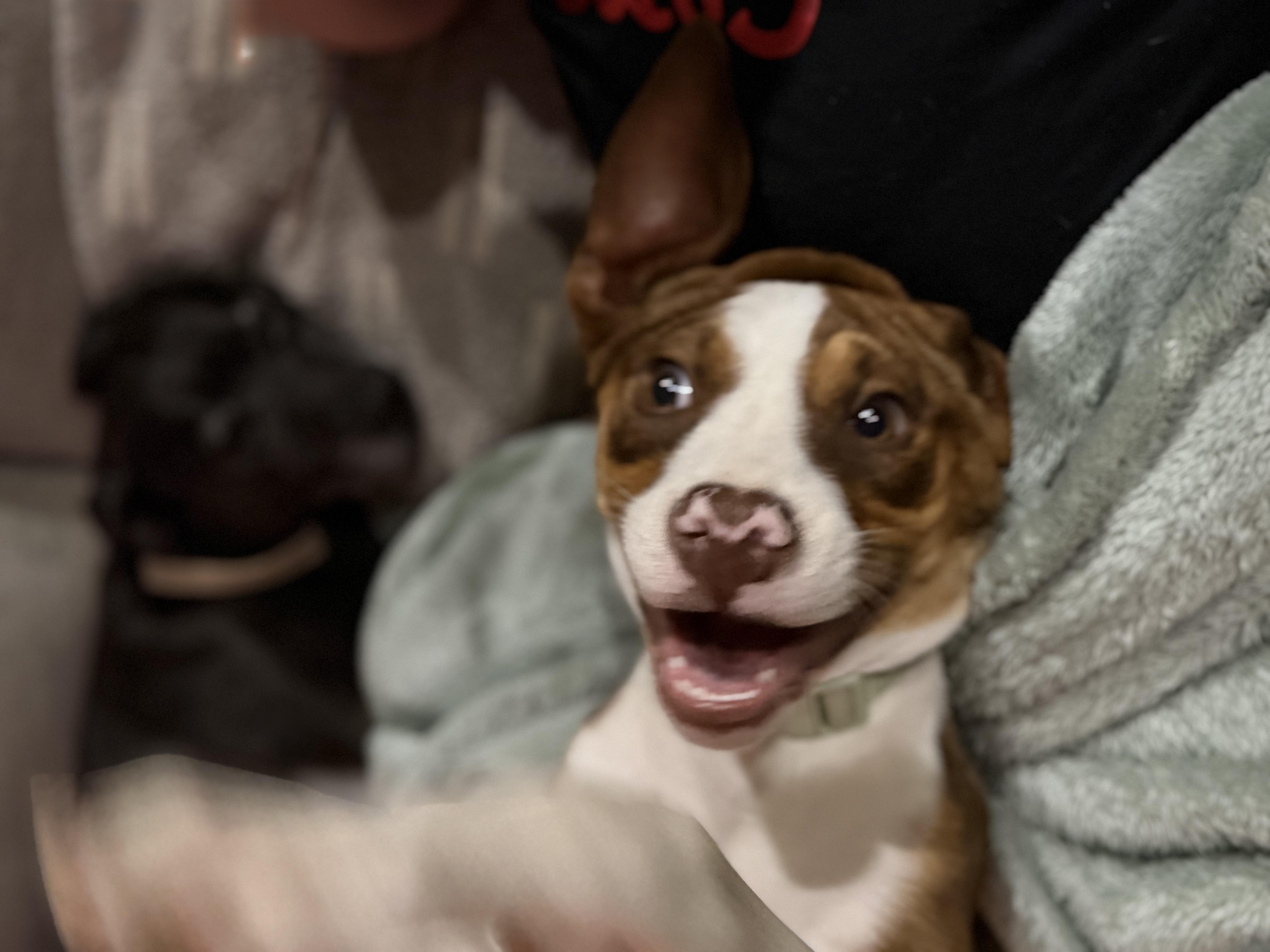 Dottie thumbnail 3