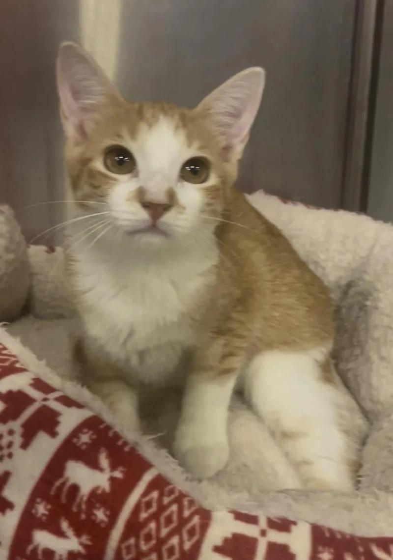 A baby medium-sized female Domestic Short Hair cat named Rachel for adoption in Baton Rouge, LA
