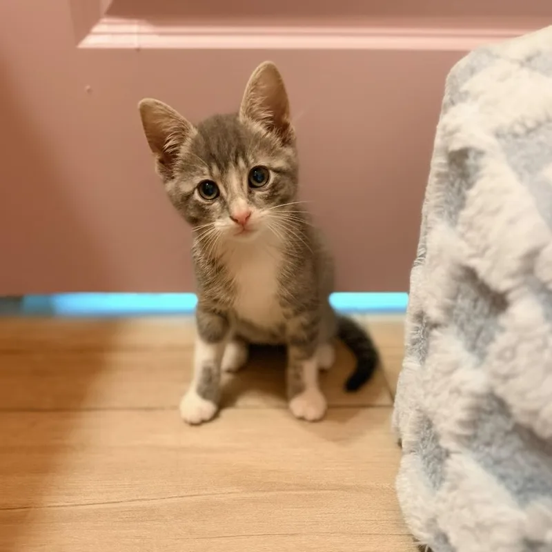 A baby small-sized female Gray / Blue / Silver Domestic Short Hair cat named Cavalla for adoption in Ponte Vedra Beach, FL