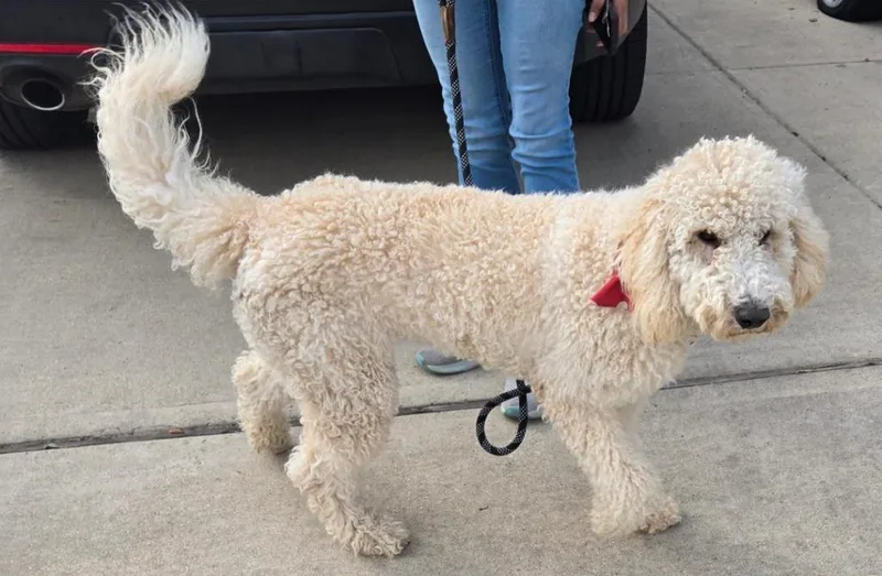 An adult medium-sized female Standard Poodle dog named Birdie for adoption in San Antonio, TX