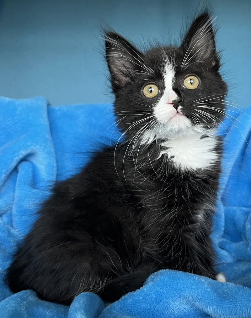 A baby medium-sized female Domestic Long Hair cat named Nova for adoption in Lyle, WA