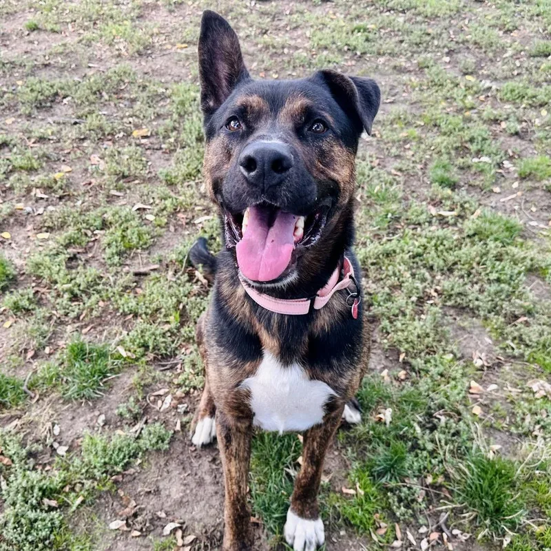 An adult large-sized male Mixed Breed dog named Kane for adoption in Medford, OR