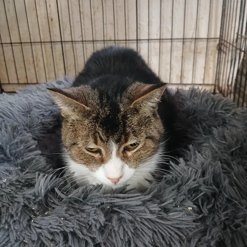 An adult medium-sized female Tabby (Brown / Chocolate) Domestic Short Hair cat named Mill Pond Neon Alert for adoption in Eaton Rapids, MI