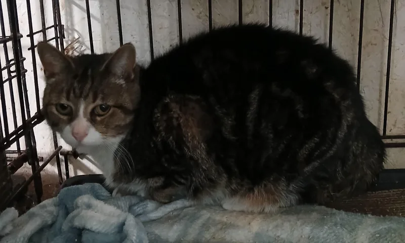 Mill Pond Neon Alert thumbnail 3