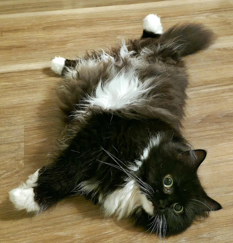 A young medium-sized female Black & White / Tuxedo Persian cat named Oreo for adoption in Converse, TX