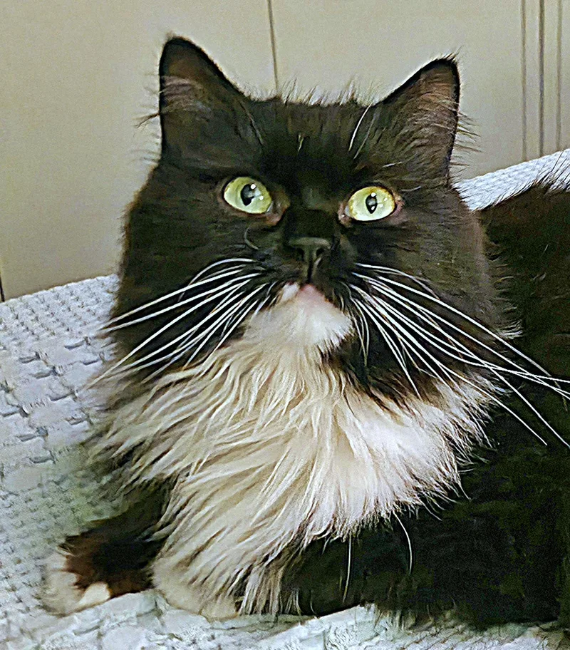 Oreo thumbnail 2