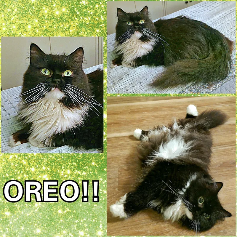 Oreo thumbnail 3