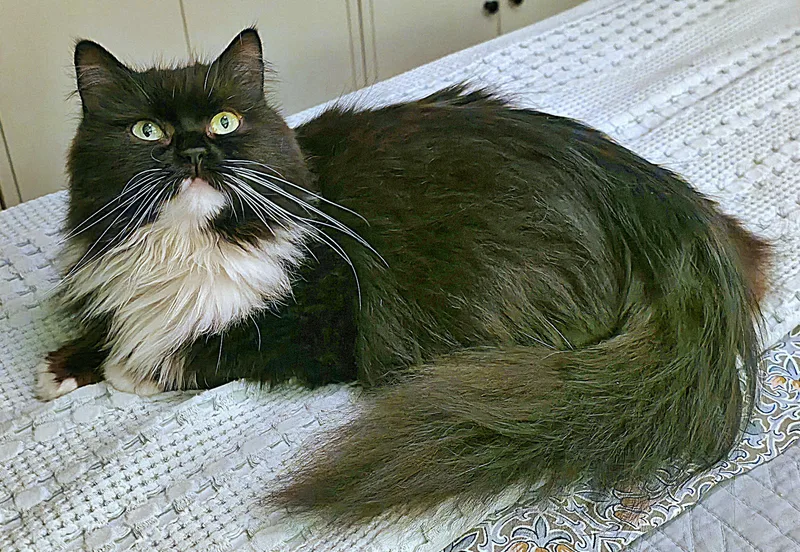 Oreo thumbnail 4