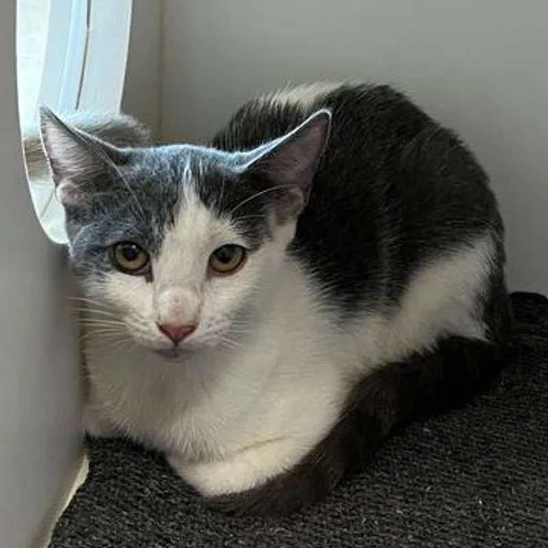 A young small-sized female Domestic Short Hair cat named Coco for adoption in Kingman, AZ
