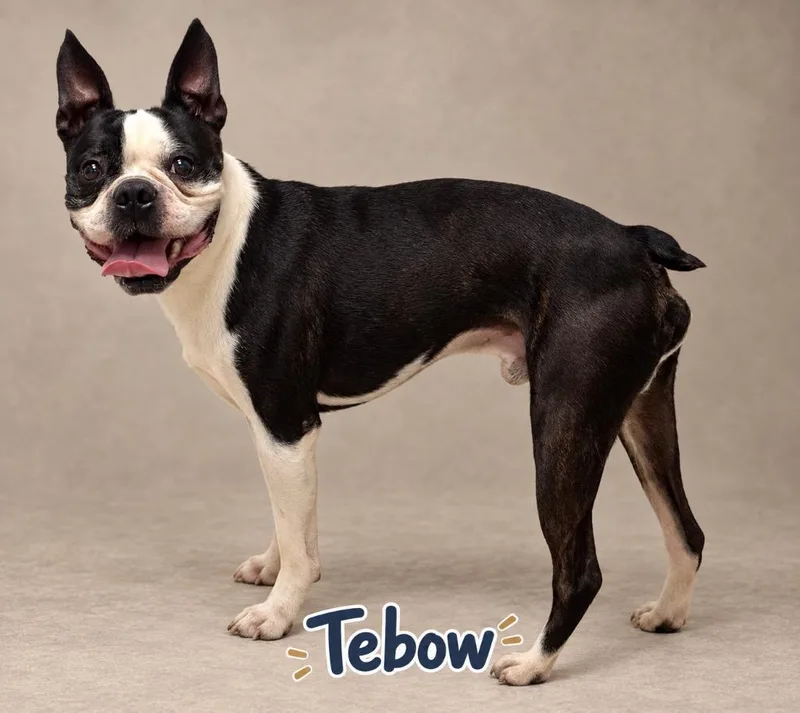 Tebow