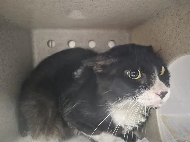 A young medium-sized male Domestic Short Hair cat named Jerome for adoption in Downey, CA