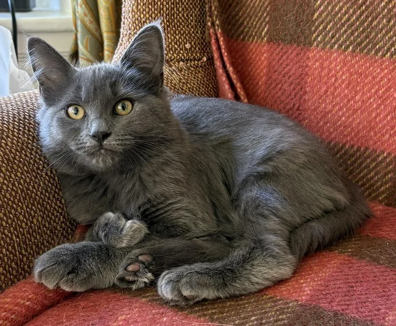 A baby medium-sized female Maine Coon cat named Garda for adoption in Melrose, MA