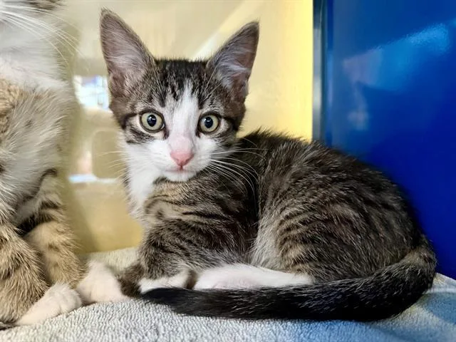 A baby small-sized male Domestic Short Hair cat named Fergus for adoption in Santa Rosa, CA