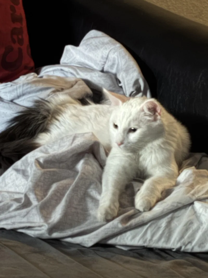 A baby small-sized male White Domestic Long Hair cat named Solaris for adoption in Phoenix, AZ